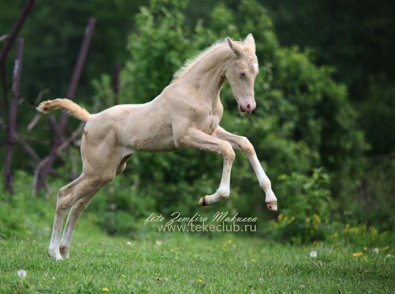 Foals of Russia
